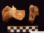 L_V20d5070 A16q203.7 R827 lR ta sacrum found in q-lot.JPG L_V20d5070 A16q203.7 R827 lR ta sacrum found in q-lot
